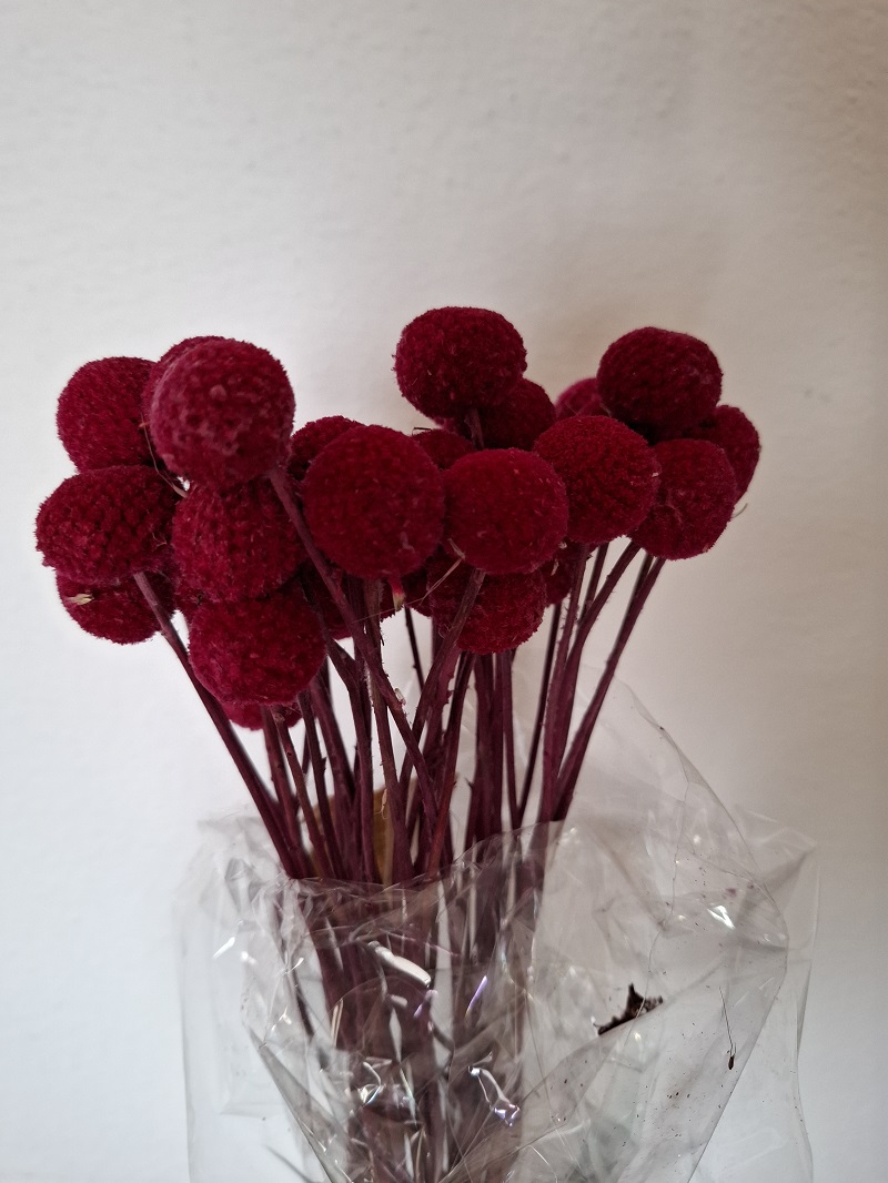 Craspedia raspberry stabilizovaná zväzok